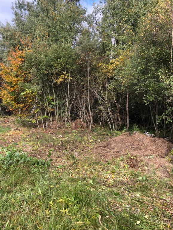 výřez invazivní vrby Horní město - skály